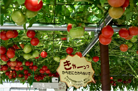 トマトは手に届くところになっているので、こうしたパネルで、優しくお願い。
