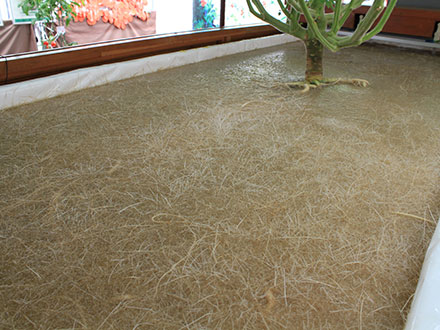 水槽の中にトマトの根がぎっしり詰まっている。