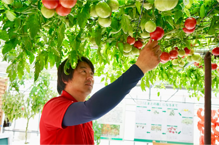 「トマトが自分の力で必要な水分や肥料を吸い上げ、枝葉を伸ばして真っ赤な実をつけます。人間はその環境を整えてあげるだけです」と話す高橋克拓さん。