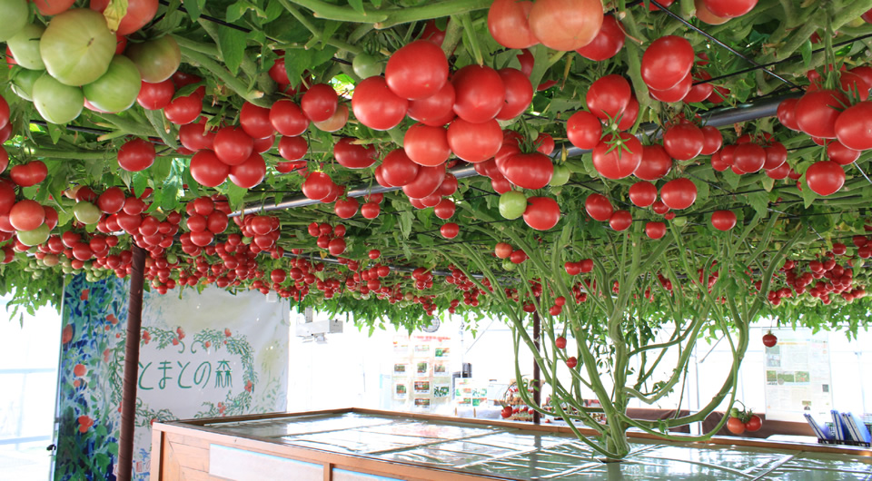 世界一のトマトになった「とまとの森」