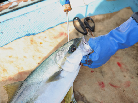 魚の鮮度をより長持ちさせるために、神経締めの処理を行う。
