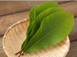 モクレン科の朴の木の葉。