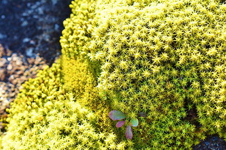 愛好家が急増中の「苔登山」