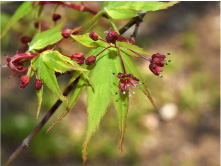 春から初夏に小さな花が咲く。