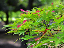 プロペラ付きの実ができる。