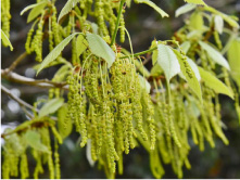 若葉のころに花が咲く。