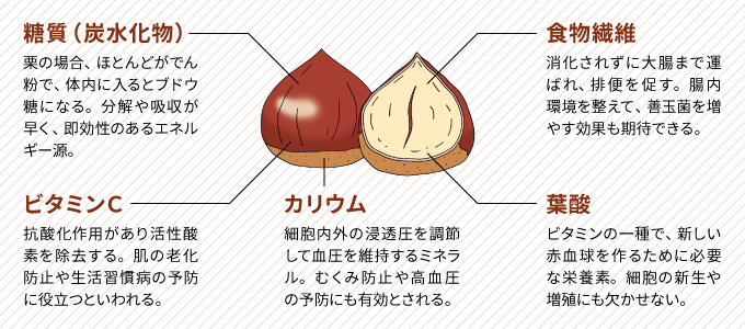 栗は栄養たっぷり