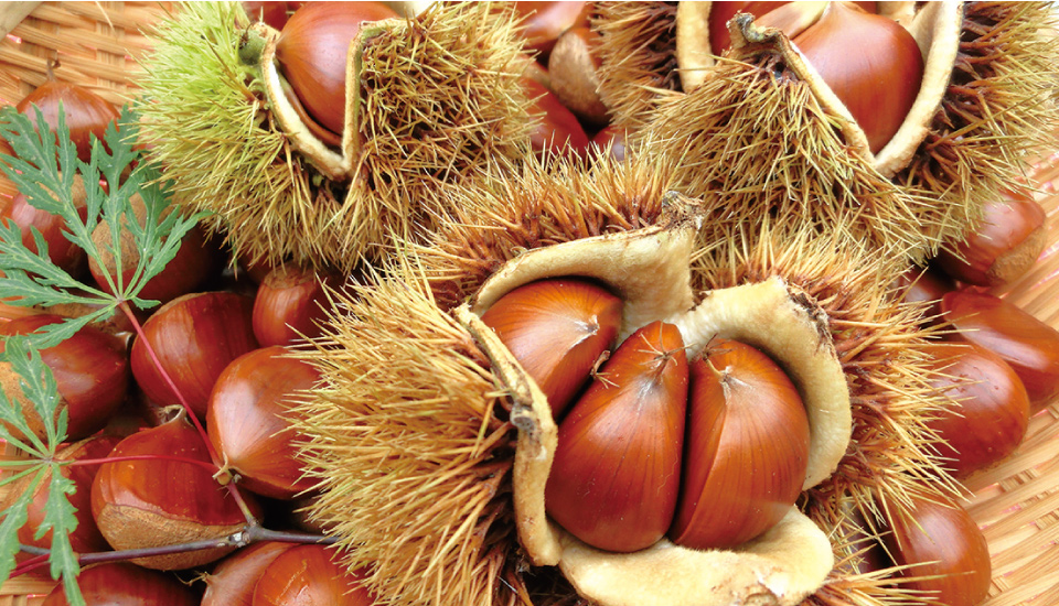 特集２ 栗を食べよう