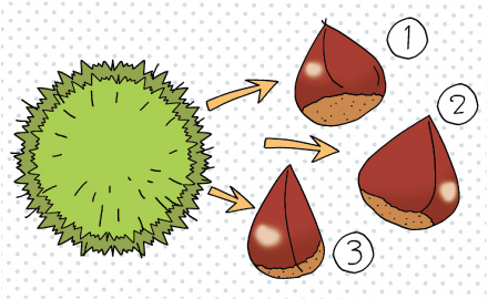 1つのイガには通常3個の栗が入っている