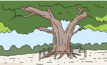 日本一の栗の木が山形県にある