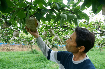 農薬の量を抑えるため、梨をひとつひとつ新聞紙で包んでいる。