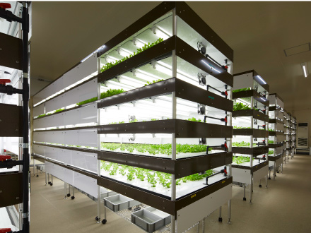 LEDを利用した人工光型植物工場の栽培室。