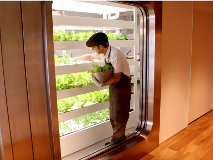 野菜が成長する様子