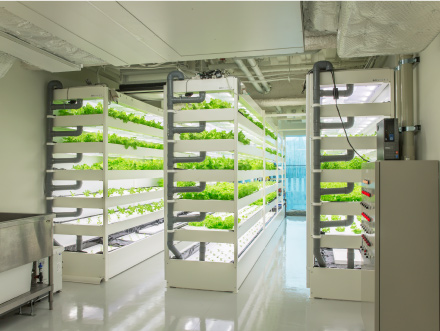 供給が安定し、毎日レストランに提供できるようになった