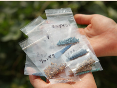 シュンギクやミニダイコンなどの種