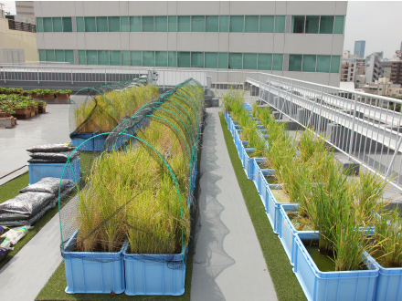 近隣の保育園の園児たちが植えた稲