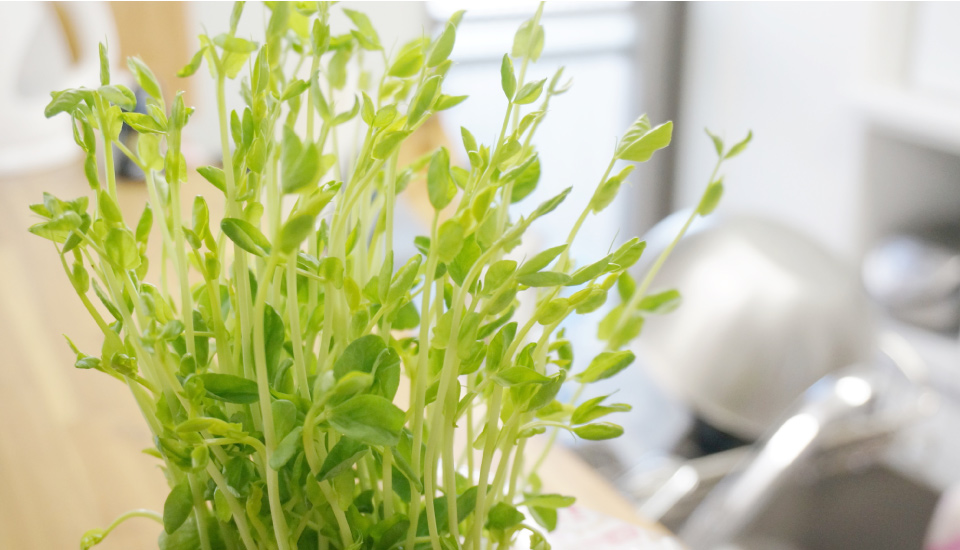 特集2 キッチン菜園で野菜づくり