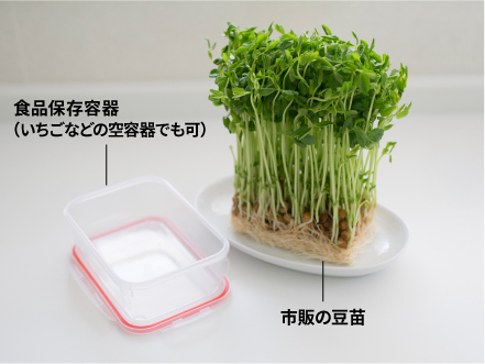 市販の豆苗