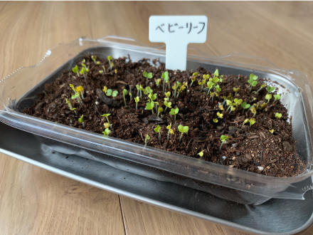 早いものは2日後くらいから発芽