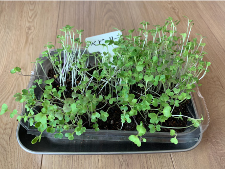 7日から10日ですべての種が発芽