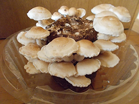 ハサミで根元から切って収穫