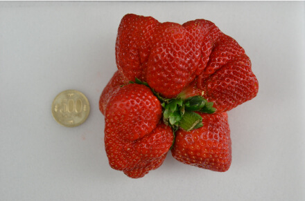 ギネス世界記録に認定されたいちご。重さだけでなく高さ12センチメートル、幅8センチメートル、外周は25センチメートルから30センチメートルと、ソフトボール並みの大きさ。