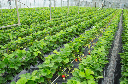 ハウス内の温度は、センサーで23度に設定。より多くの光を取り入れるために、ビニールは毎年張り替えている。