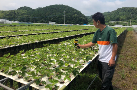 粒状肥料器を使っていちごの苗に肥料を与えている様子。この機械を使うと、必要な分量を素早く正確に与えることができる。