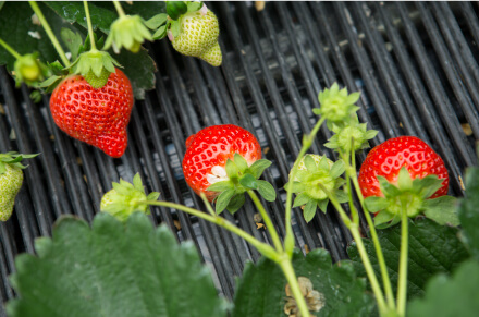 収穫時期は11月から5月ごろ。あまおうの果肉は大きく艶やかで、甘さの中にもほのかな酸味が感じられる。
