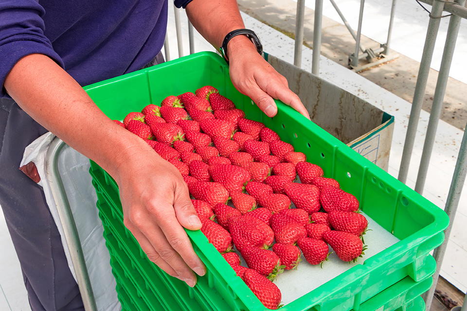 今注目されているいちごの生産者