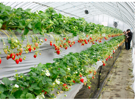 千葉県 相葉苺園