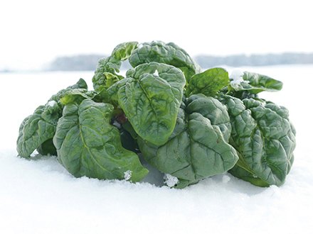 寒締め（かんじめ）ほうれん草