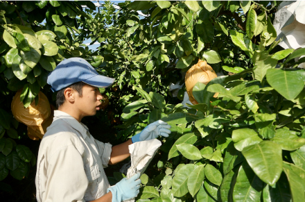 晩白柚の価値を決めるのは、大きさと見た目の美しさ。害虫や傷から守るために、ひとつひとつ袋掛けがされている。