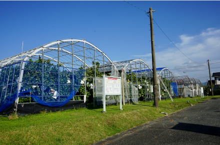 約1,000平方メートルの敷地に設置された晩白柚用のハウス。晩白柚の栽培は毎年4月ごろからはじまり、週に2回から3回授業が行われる。