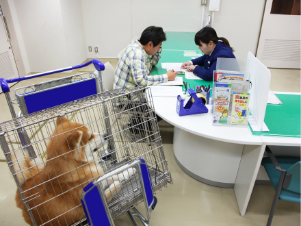 スペインに向かう秋田犬の検査に当たる若生さん。