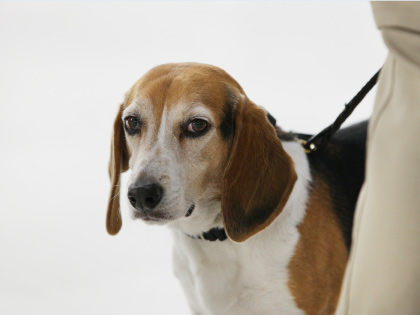 ジャグ（6歳）。雄。米国生まれ。