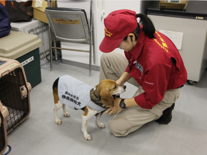 ハンドラーとともに空港の敷地内にある犬舎から、ジャグがいざ出勤です。