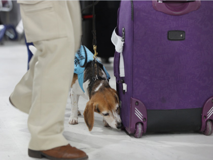 検疫探知犬に選ばれるビーグルは嗅ぎまわることが好きで、物怖じせず、人なつっこい性格。