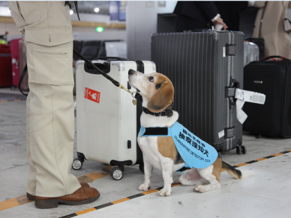 ジャグは、肉製品などを発見すると荷物の横にお座りしてハンドラーに伝えます。