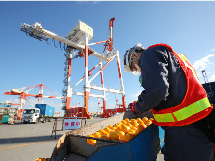 植物防疫官の白戸さん