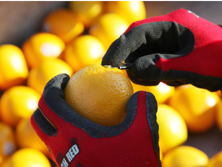 オーストラリア産のオレンジ。