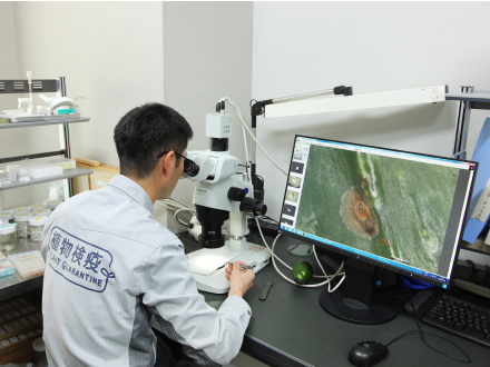 虫を事務所に持ち帰り、どのような種類かを特定する同定作業