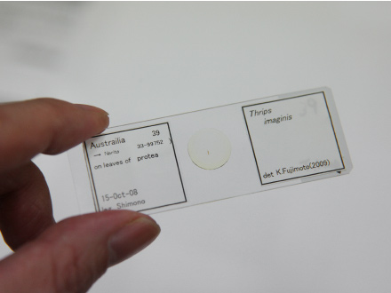 1ミリメートル以下の昆虫も検査の対象になります。