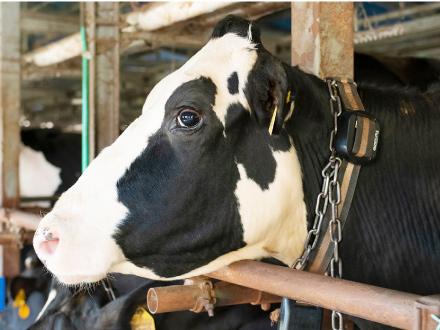 牛用センサーデバイスの「Farmnote Color」は、首に装着して各種生体情報を取得する。