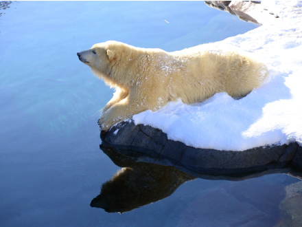 ホッキョクグマ
