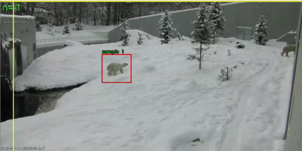 ホッキョクグマをカメラで追跡