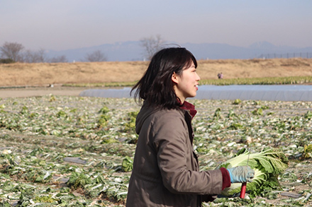 白菜の収穫に励む須賀さん。
