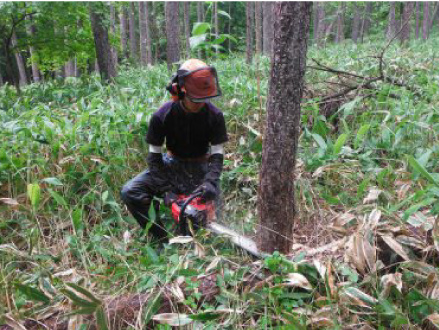 伐採した後、新たに苗木を植えられるように折れた枝などを取り除き、整える「地ごしらえ」の作業。