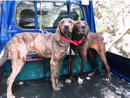 狩猟に用いるのはプロット・ハウンドという犬種がメイン。