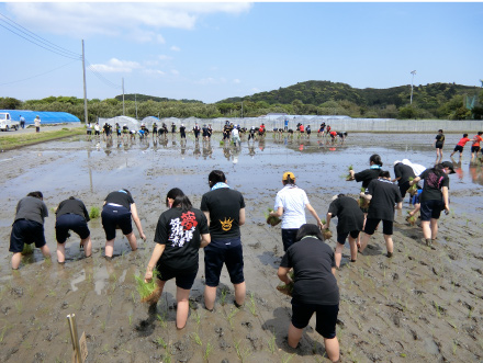 千葉県館山市との連携による田植え体験。